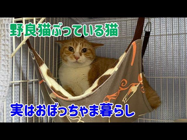 【なじゅDAY】野良猫に憧れるホックさんが一番知られたくなかった実態