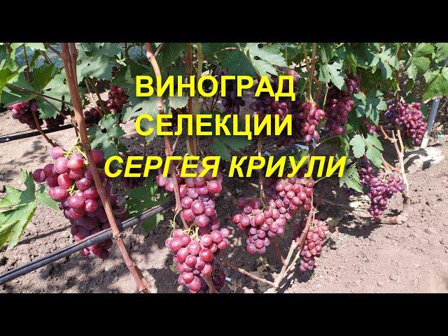 Виноград селекции Сергея Криули