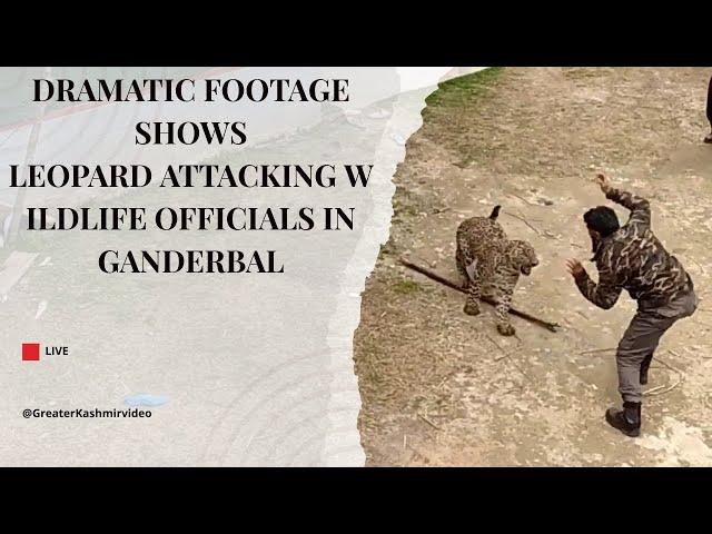 Dramatic footage shows leopard  attacking wildlife officials in Ganderbal