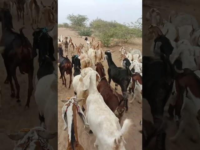 Goats on the road