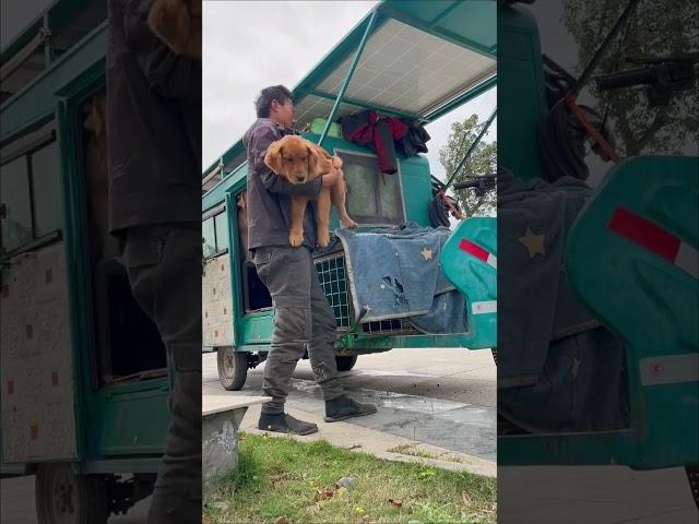 Early in the morning, the homeless man started wandering with his two stray dogs