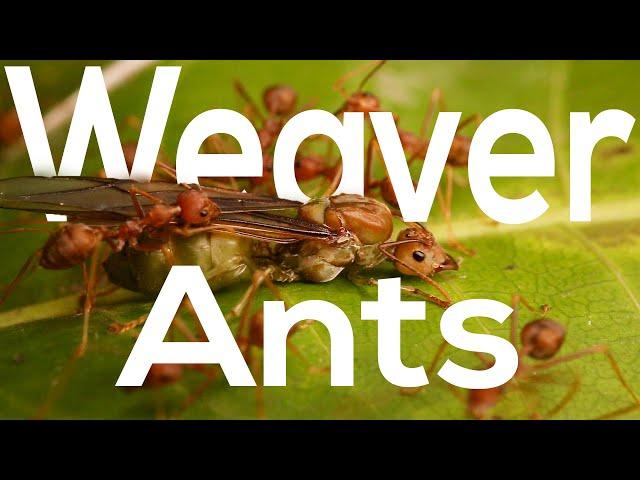 Weaver Ants | The queens, the princesses, the drones and the workers