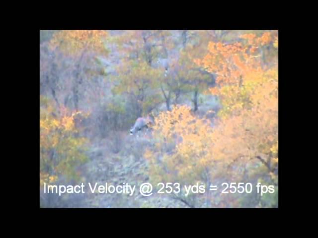 Gemsbok taken at 253 yards with a .300 WSM and a 130 grain ESP Raptor bullet by Cutting Edge Bullets