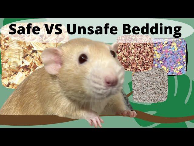 The BEST bedding for Pet Rats