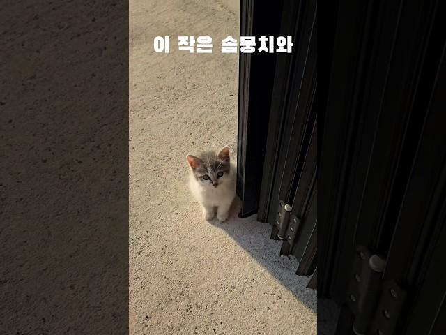 세상에 하나뿐인 코숏 #고양이 #길고양이입양 #cat #shorts