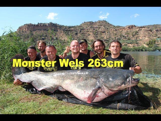 Monster Wels 263cm - 120 Kilo, Monster Catfish 8,63 Feet - 264.55 Pounds, Welsangeln, Wallerangeln