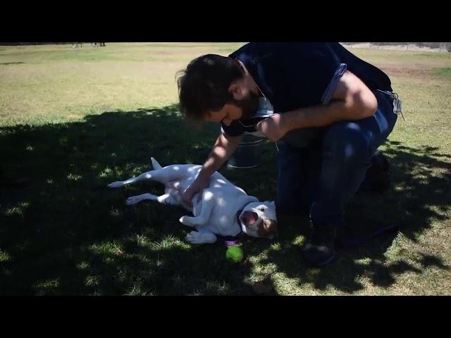 Josh Gray for Park Board - Tour of Simi Dog Park