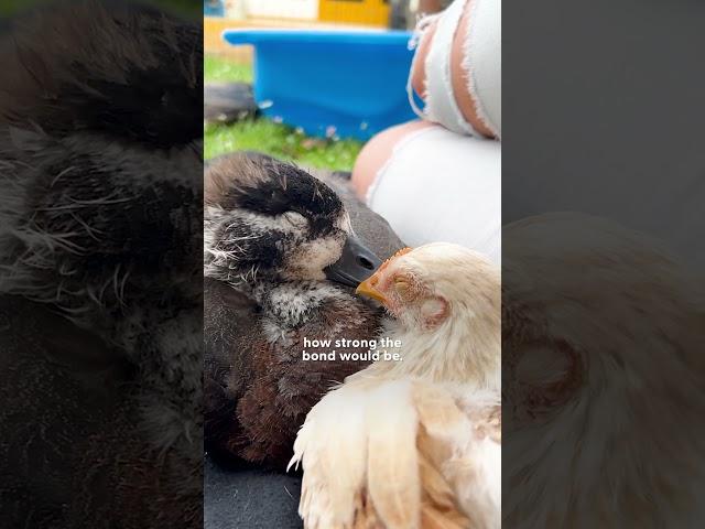 Fiancé Says No More Ducks So Naturally He Becomes A Duck Dad | The Dodo