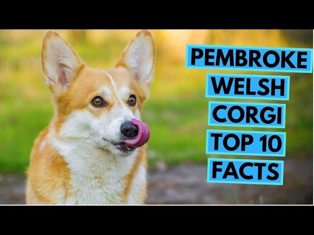 Pembroke Welsh Corgi - TOP 10 Interesting Facts