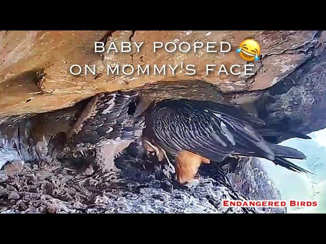 #180Bearded Vulture Nest／Nestflix Live Stream️Endangered bird species the Southern Bearded Vulture