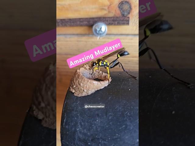Wasp Building a Nest – Nature’s Tiny Architect! #shorts #natureadventures #wasp #wasplife