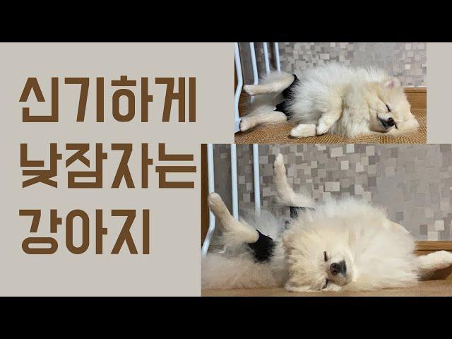 [Vlog] Sleeping Dog with weird pose | Pomeranian | Jamong Diary | Elaine | Dog VLOG | Daily VLOG