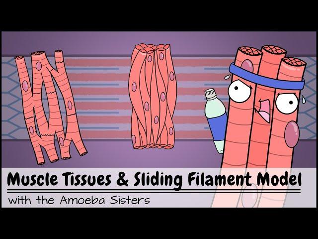 Muscle Tissues and Sliding Filament Model