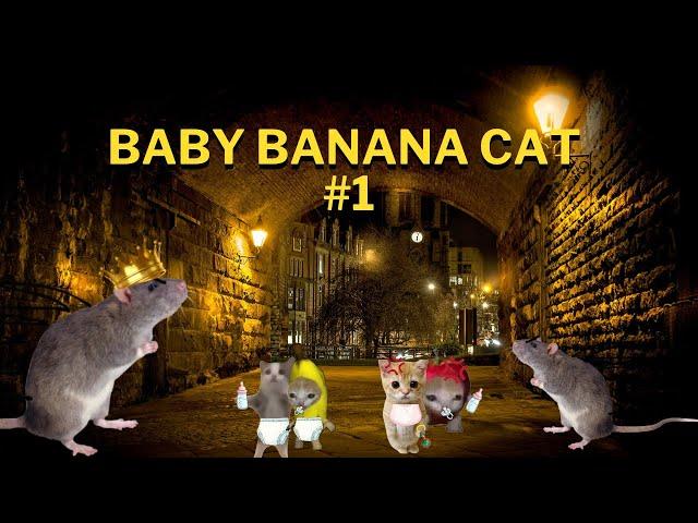 Baby Banana Cat part 1 - Banana Cat Tiktok Compilation - The Cat Adventures