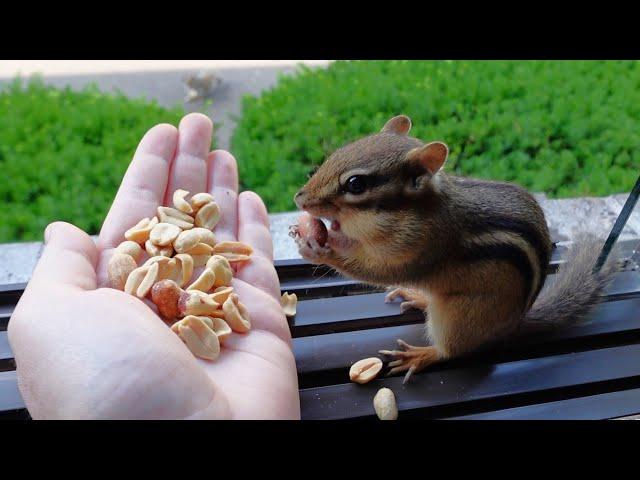 I have a new chipmunk friend