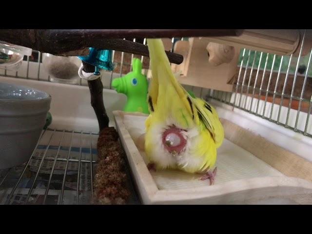 Budgie laying an egg