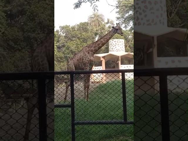 Giraffe  in  Lahore zoo #zoo