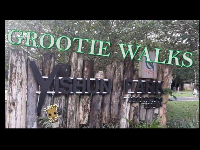 [Walkie Grootie]【小树走走】Walking in Yishun Park 义顺公园走走