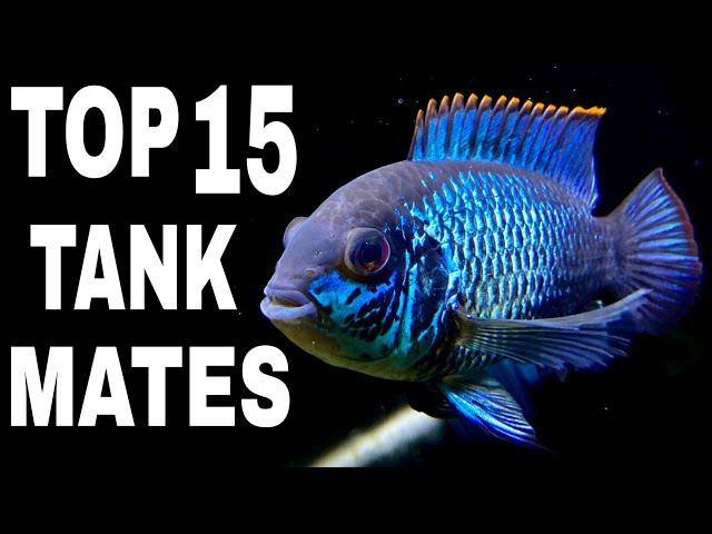 Top 15 Tank Mates For Electric Blue Acara Cichlid