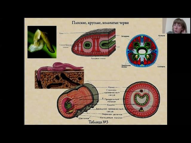 покровы тела