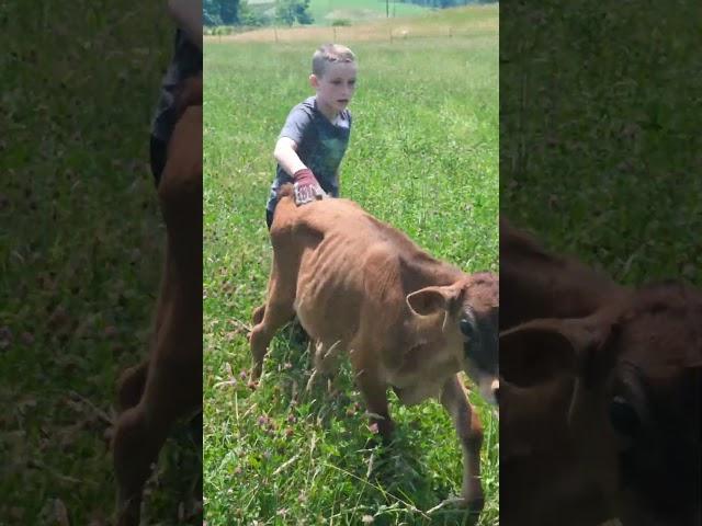 A boy and his cow #homesteading #familyfarm #farm