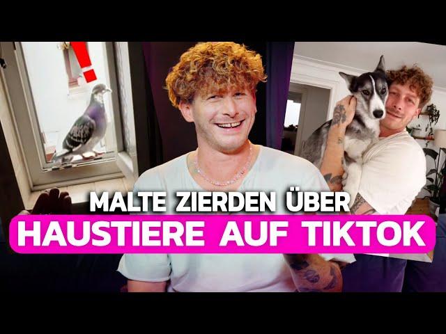 Das Problem mit HAUSTIEREN auf TikTok