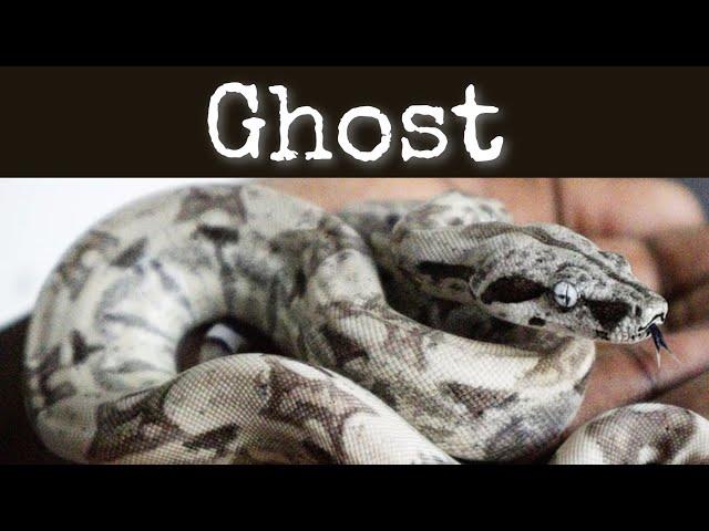 Boa Constrictor Morph Guide (GHOST)