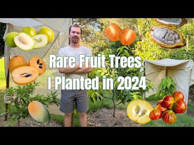 My Favorite Rare Fruit Trees Planted in 2024 + How They're Doing After the Hot Arizona Summer