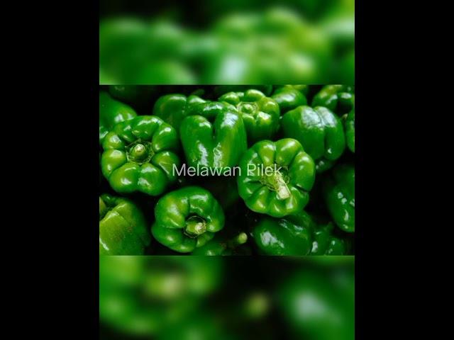 Manfaat Paprika Hijau