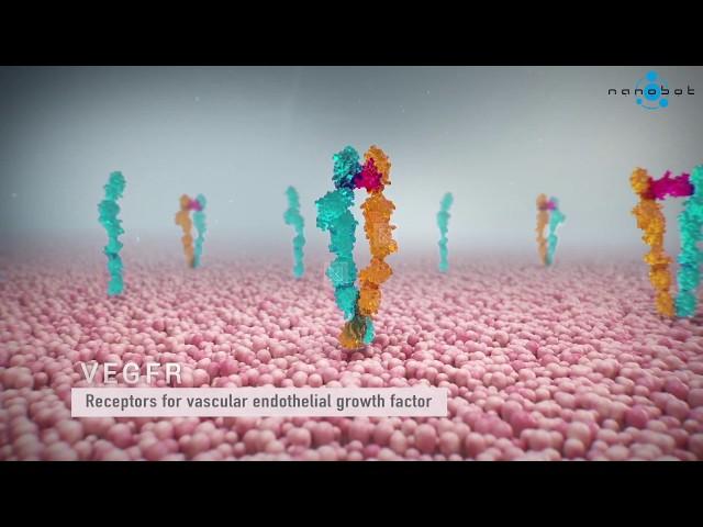 Vascular Endothelial Growth Factor (VEGF)