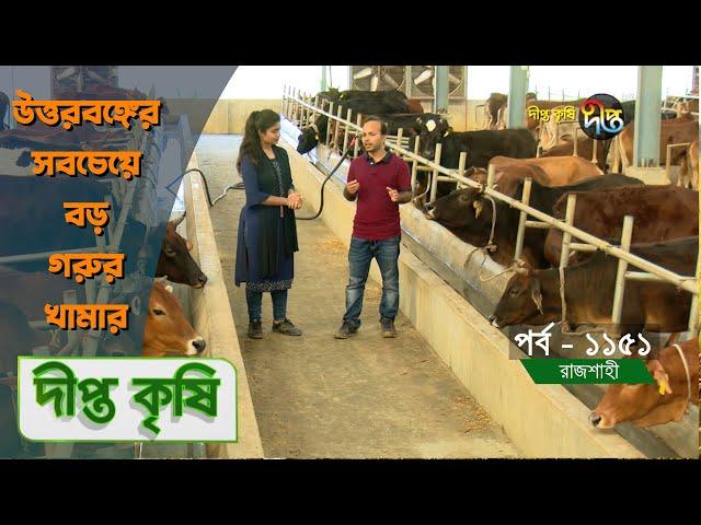 Deepto Krishi/দীপ্ত কৃষি - উত্তরবঙ্গের সবচেয়ে বড় গরুর খামার | রাজশাহী | 1151