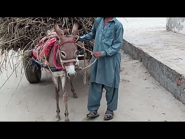 My Rural Events, pakistan village life, pakistan, Village life, rural life, pakistan HD vedio