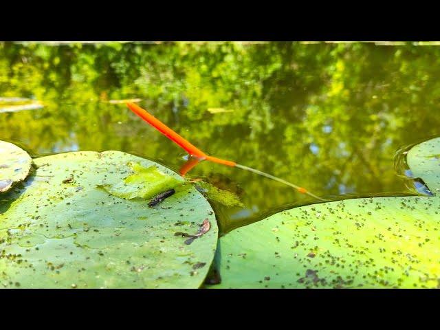 INSTEAD OF CARP... IT GRABBED AND WENT INTO THE PIT!!!! Fishing on a float