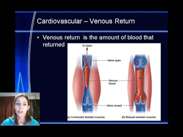 Yr 12 Acute Responses - Cardiovascular