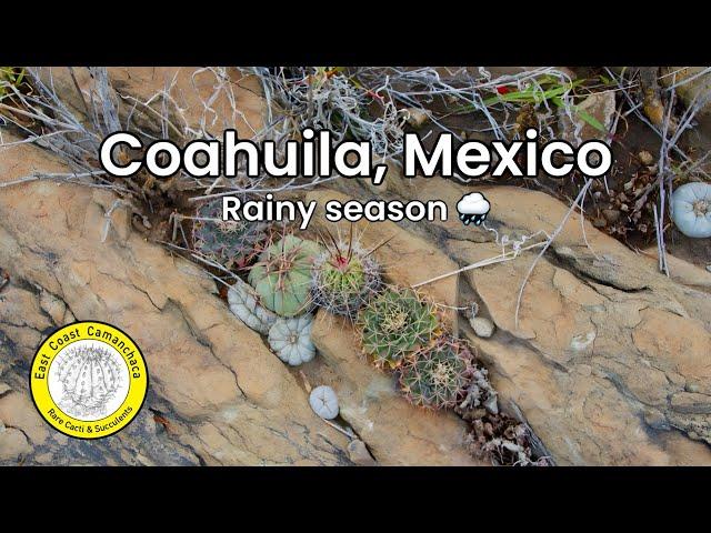 Lophophora williamsii: Secret peyote cactus garden in the wild