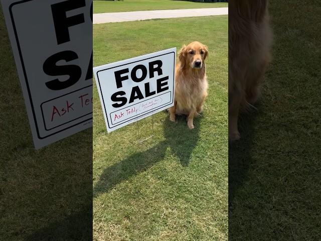 My dog sold my house!