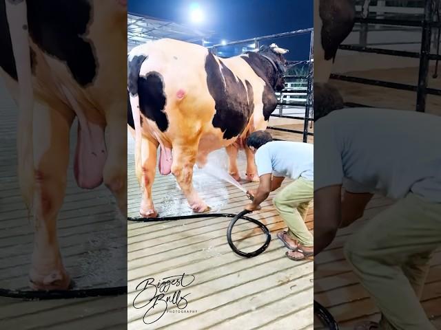 Heavyweight Holstein Friesian bull's massive structure is loaded with muscles