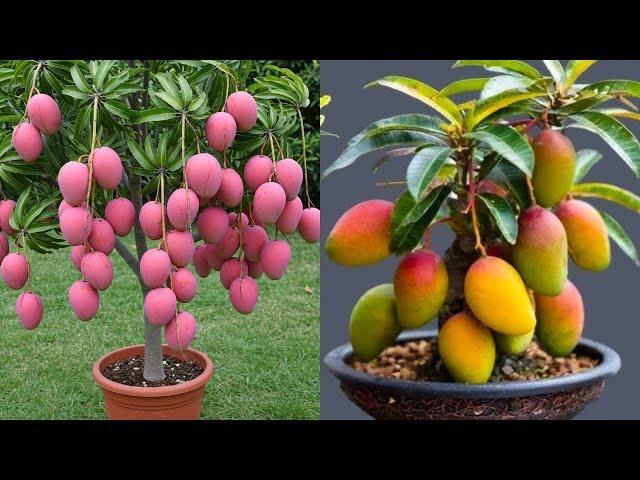 LIVE Wow! The secret to propagate mangoes_ tree in apples using Coca-Cola is 100% fast