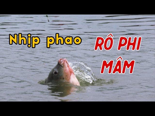 Câu Rô Phi Mâm Trung Quốc | Chung  Nguyễn Fishing