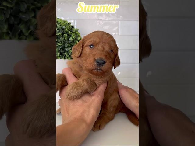 Summer - Female Mini Goldendoodle #dogsofyoutube #doodle #minigoldendoodle #pup #puppies