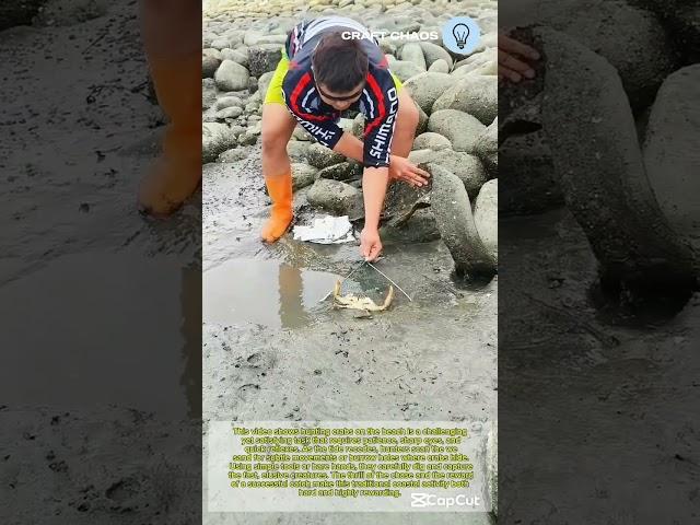 Hunting craps in beach is so hard and satisfying