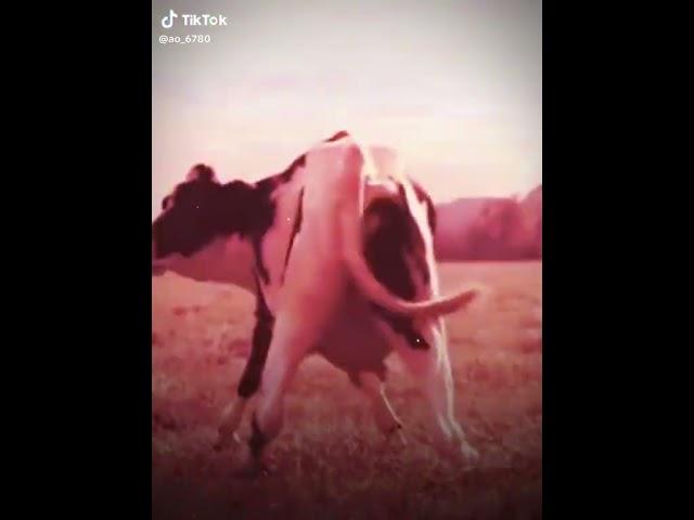 بنونه نونه