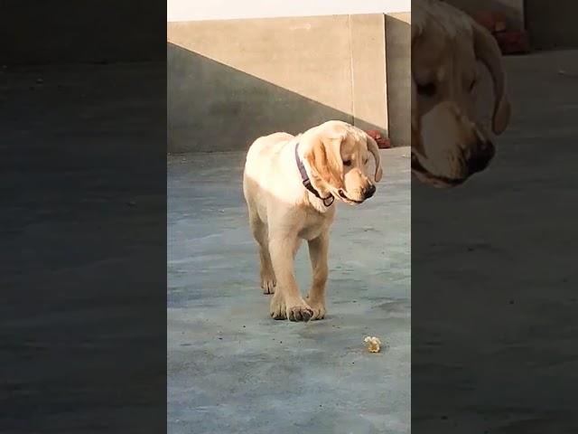 SIMBA THE LABRADOR