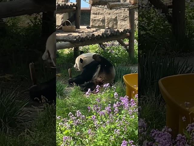 吃货就吃货!挠痒不忘吃笋 #来这吸熊猫 #一方水土养一方熊猫 #panda #萌宠#北京动物园