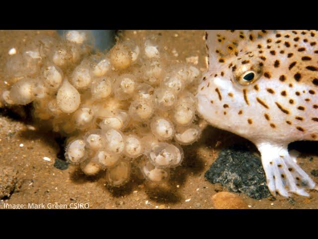 Tasmanian artist helps save a species: spotted handfish