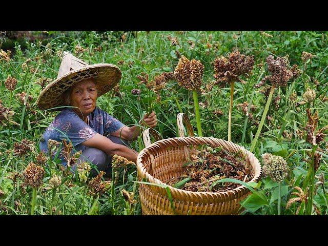 Grandma uses wild corn as a staple food｜Guangxi grandma