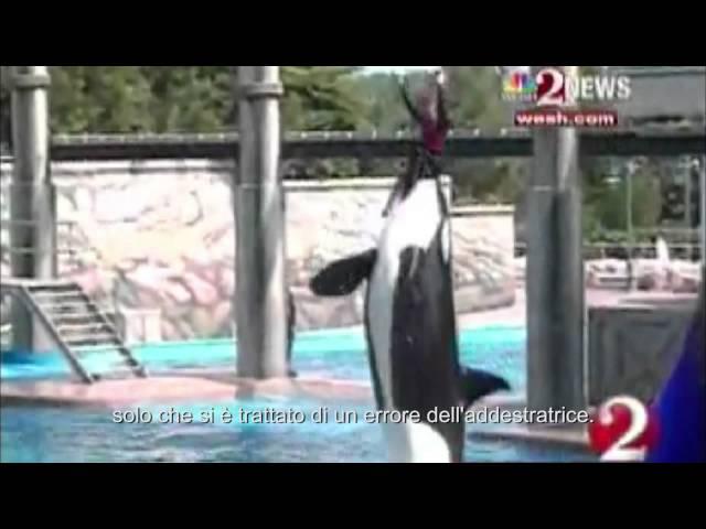 Blackfish - Trailer Italiano