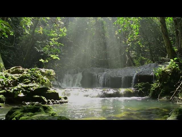 SLEEP: Forest Sound / Frogs Sound in 1 Hour
