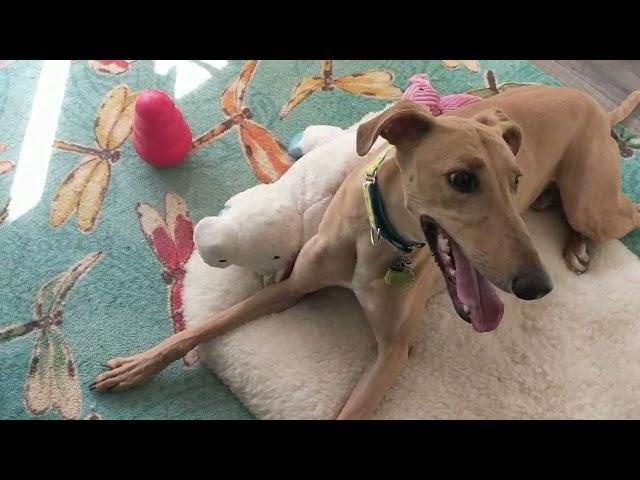 Griffin Learning to Use the Kong Wobbler - Dog Training + Enrichment