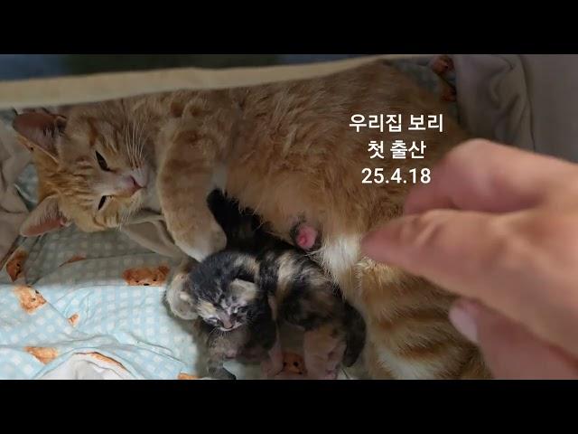 첫 출산은 힘들고 고통스러운 과정..우리집 냥이 보리의 첫 출산